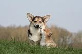 CORGI PEMBROKE 1258